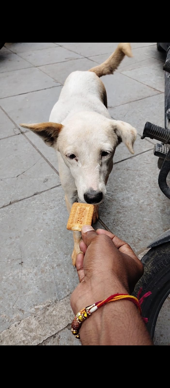 Caring for stray animals