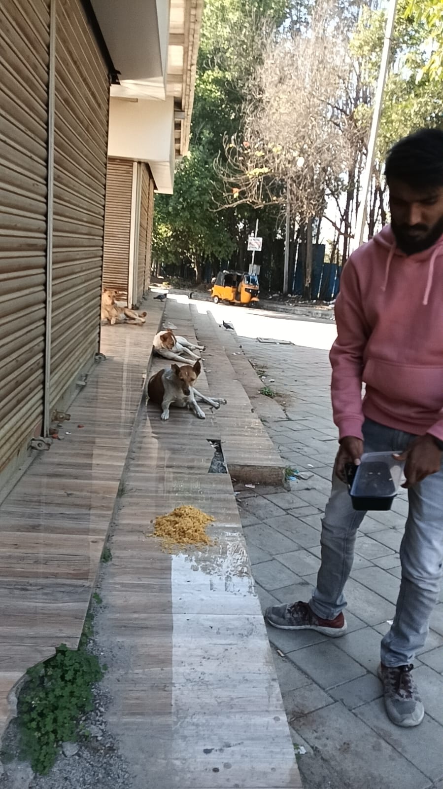 Feeding strays