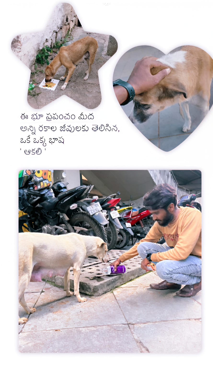 SAF animal campaign